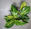 Green Papaya Aglaonema